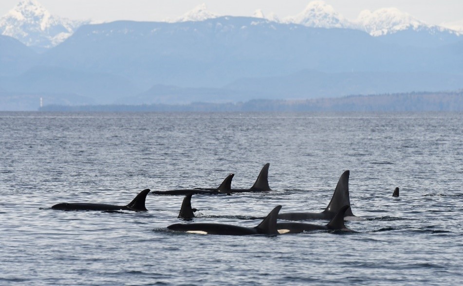 A Killer Reveal Innovative Methods Help Researchers Determine Whale Sex Canada News Media