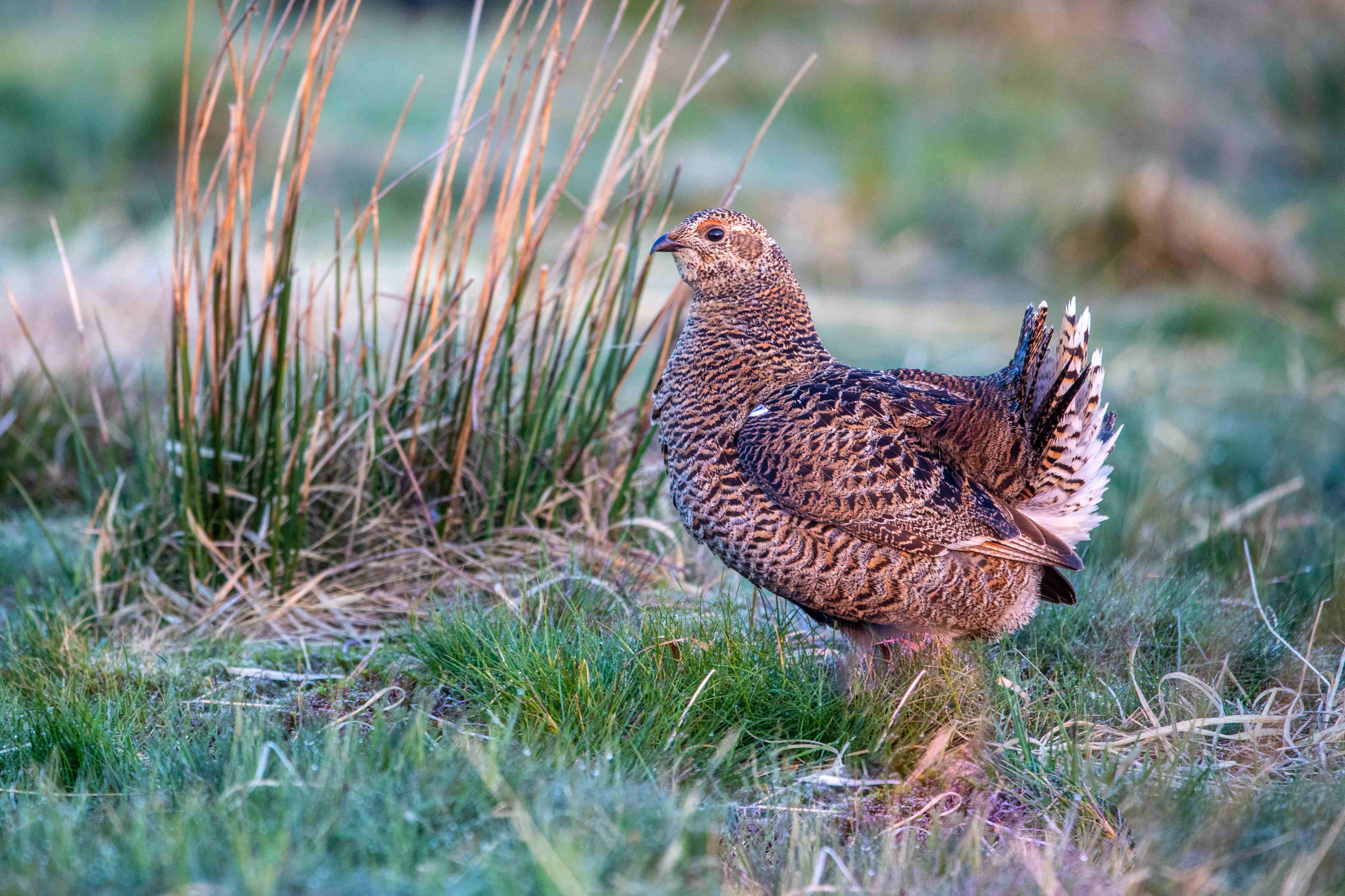 Black grouse hen c. Emily Graham Media