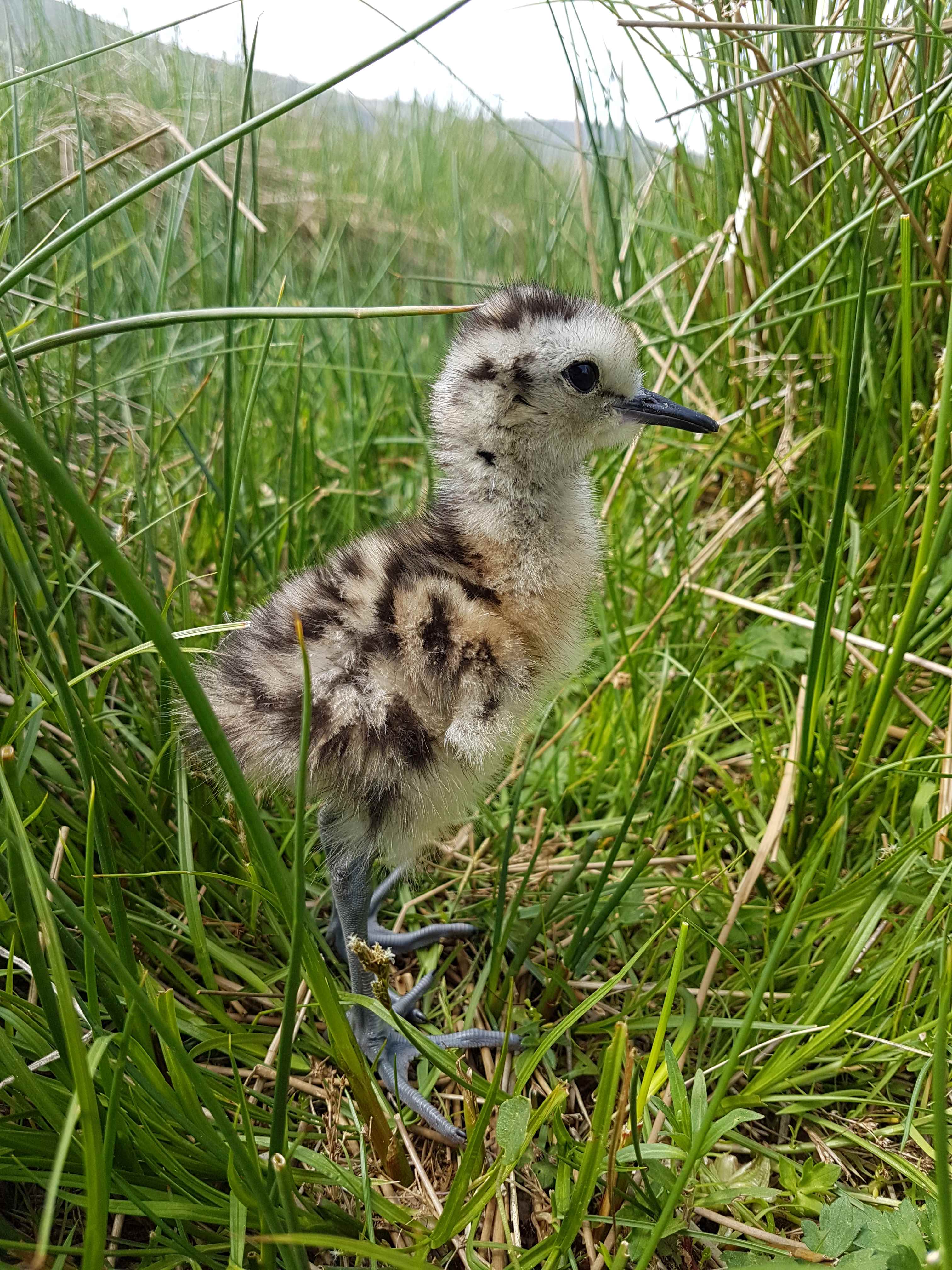 Curlew chick standing up in the grass