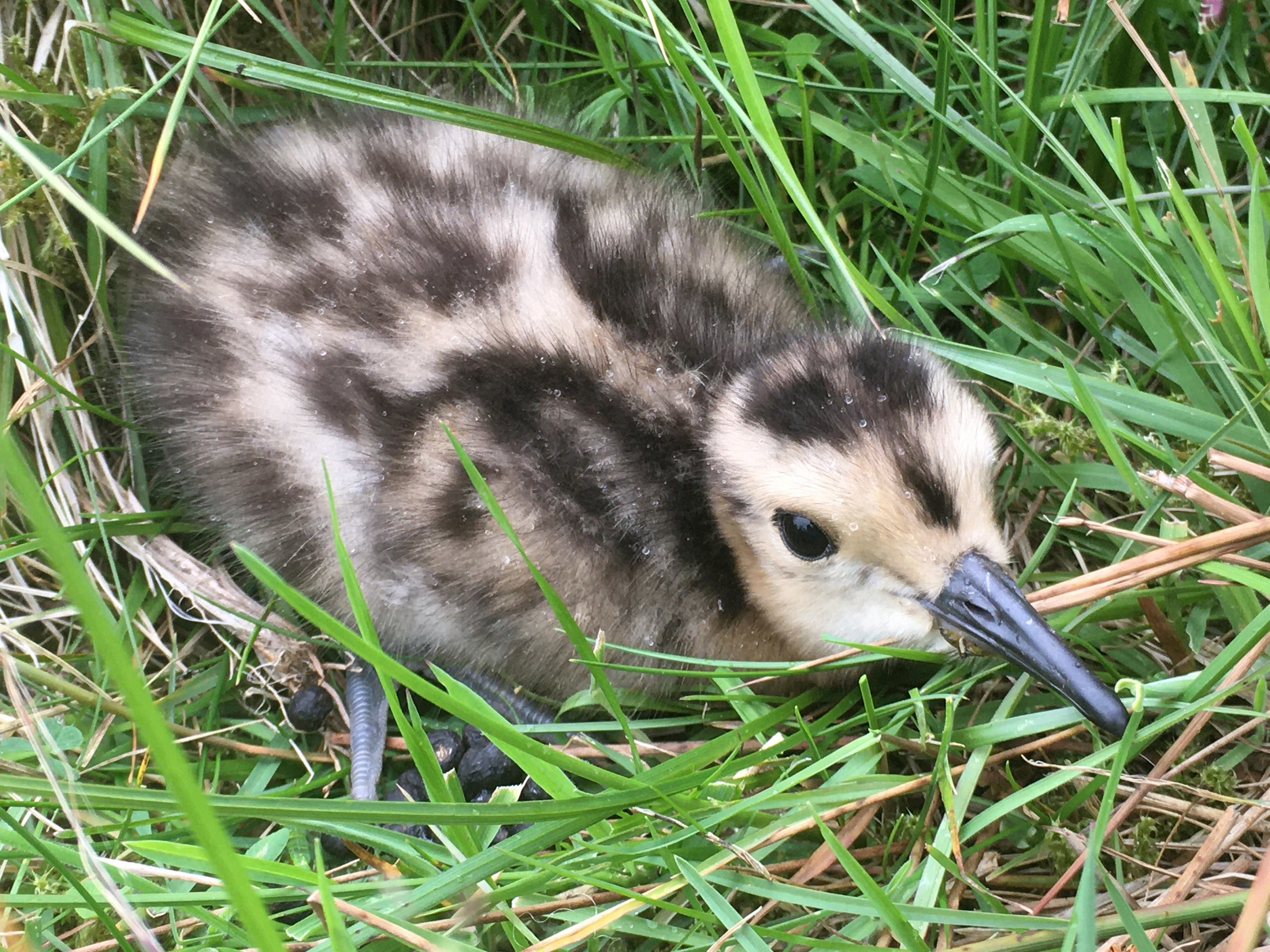 Curlew chick hiding in the grass