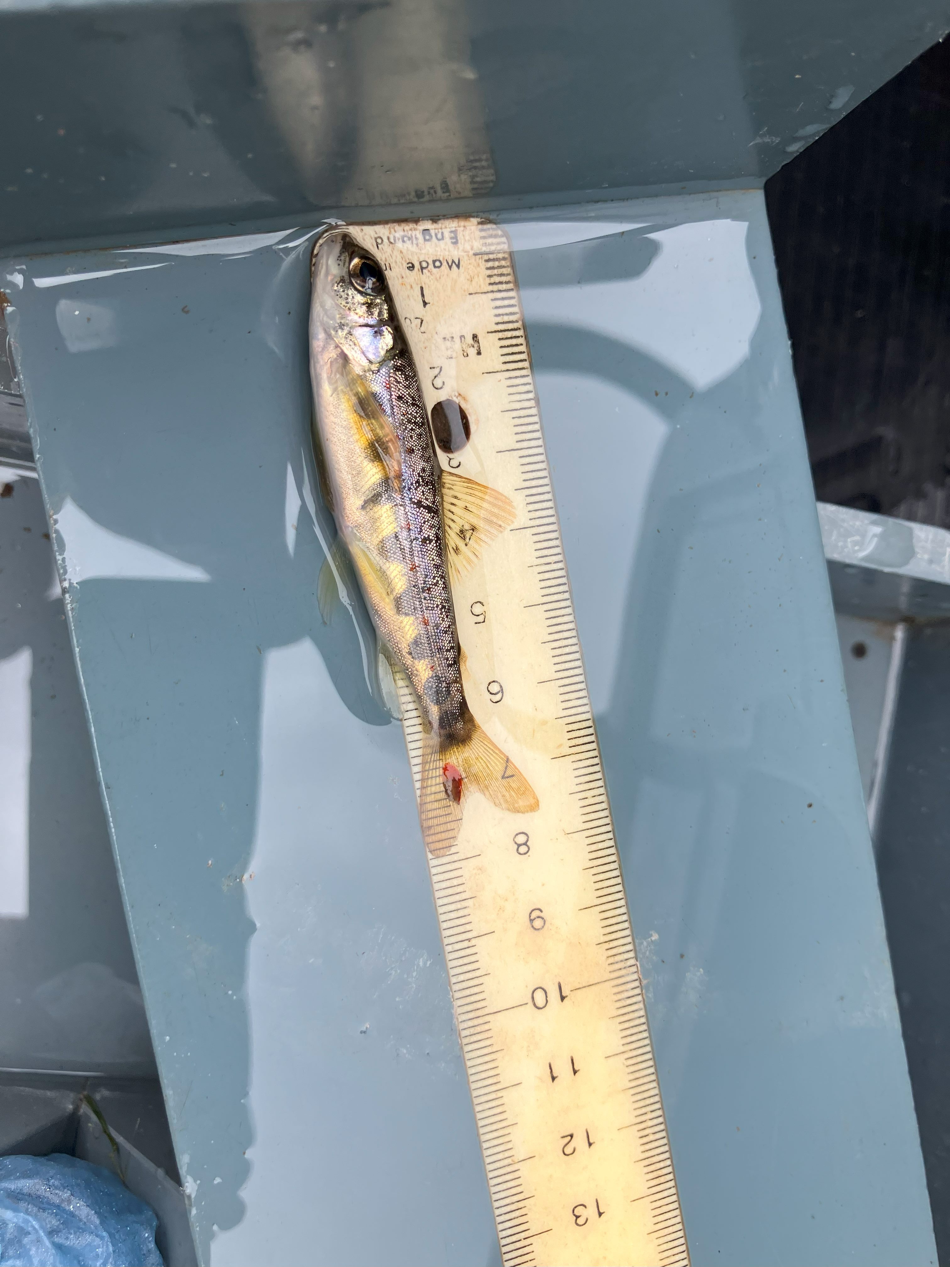 Salmon parr caught, measured and tagged during the monitoring programme. c.GWCT