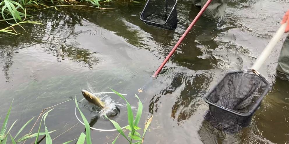 Salmon leaping in the water during electro-fishing. c.GWCT