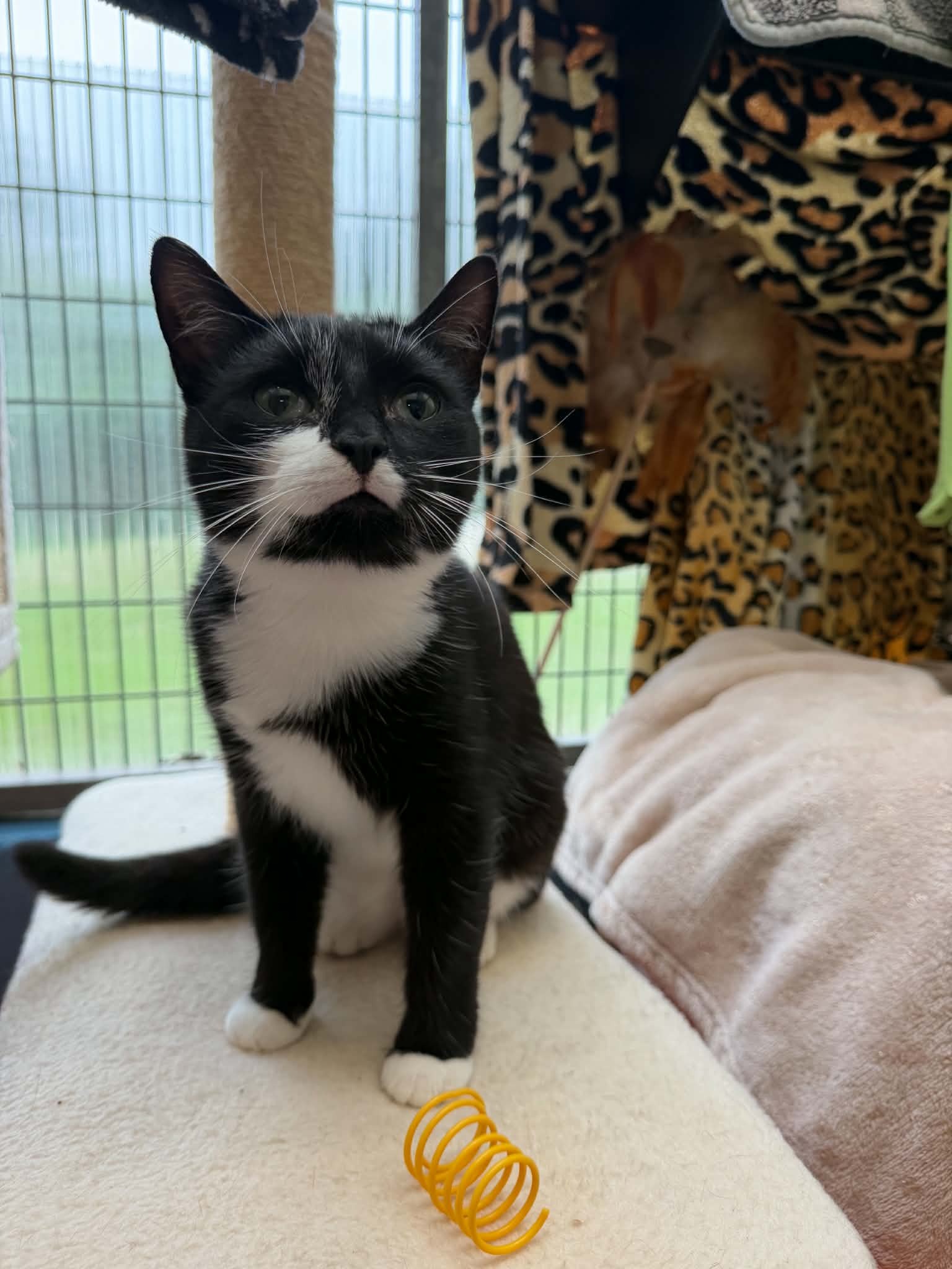 RSPCA Cymru Appeals for Adopters on National Black Cat Day ...