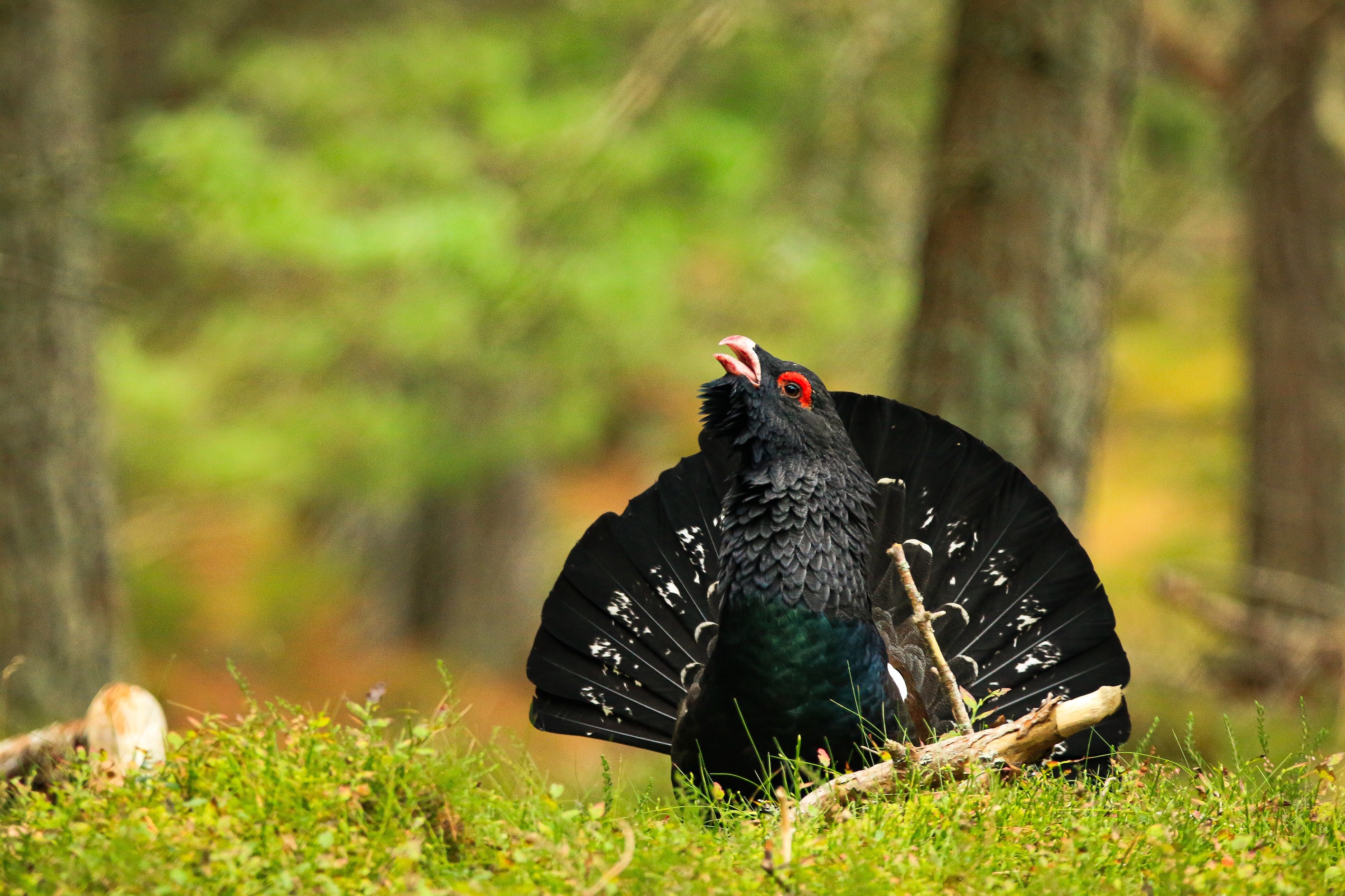 Male capercaillie bird putting on a display during a in a Scottish pine forest