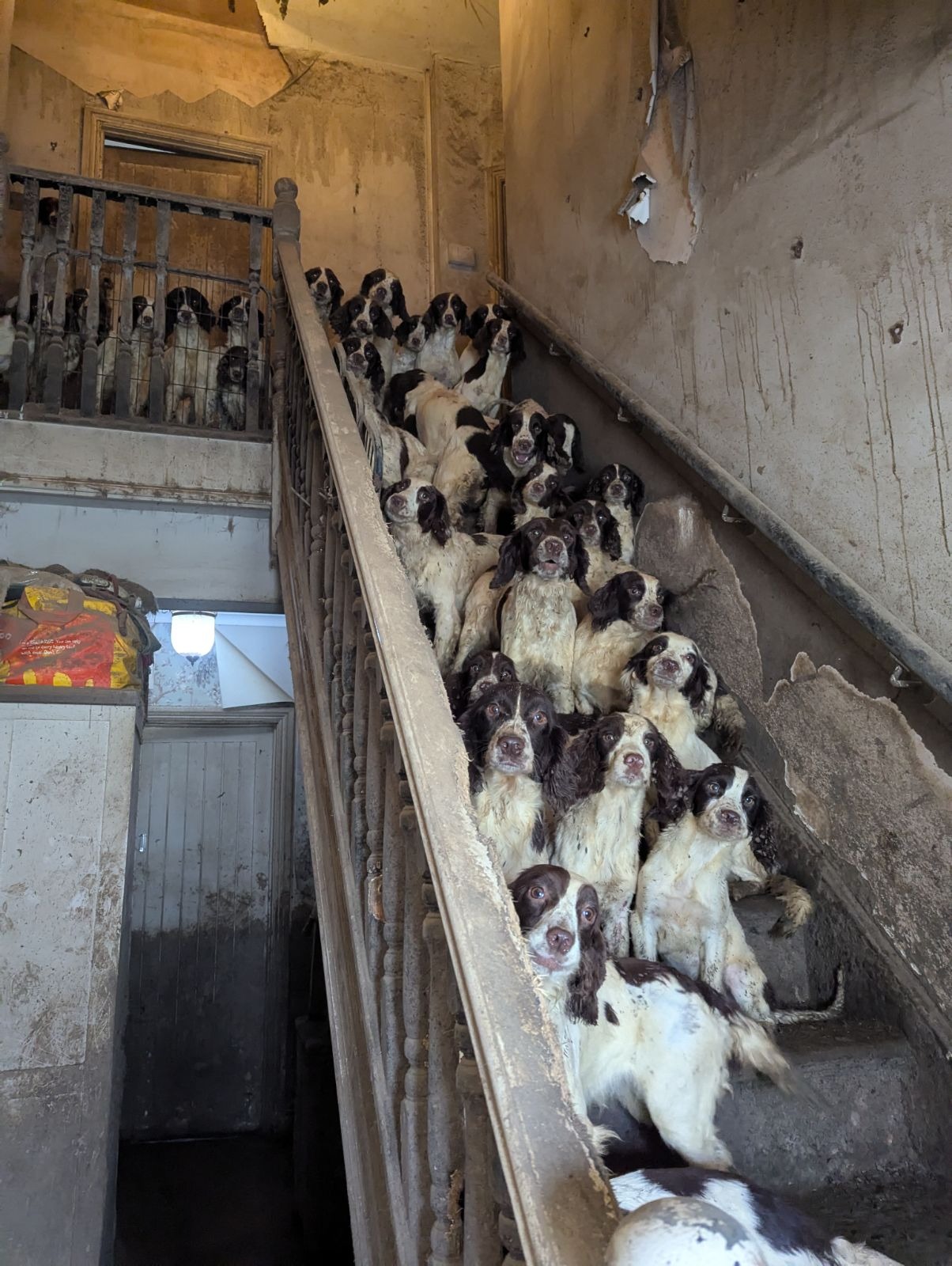 Man found guilty after more than 84 dogs rescued from ‘appalling ...