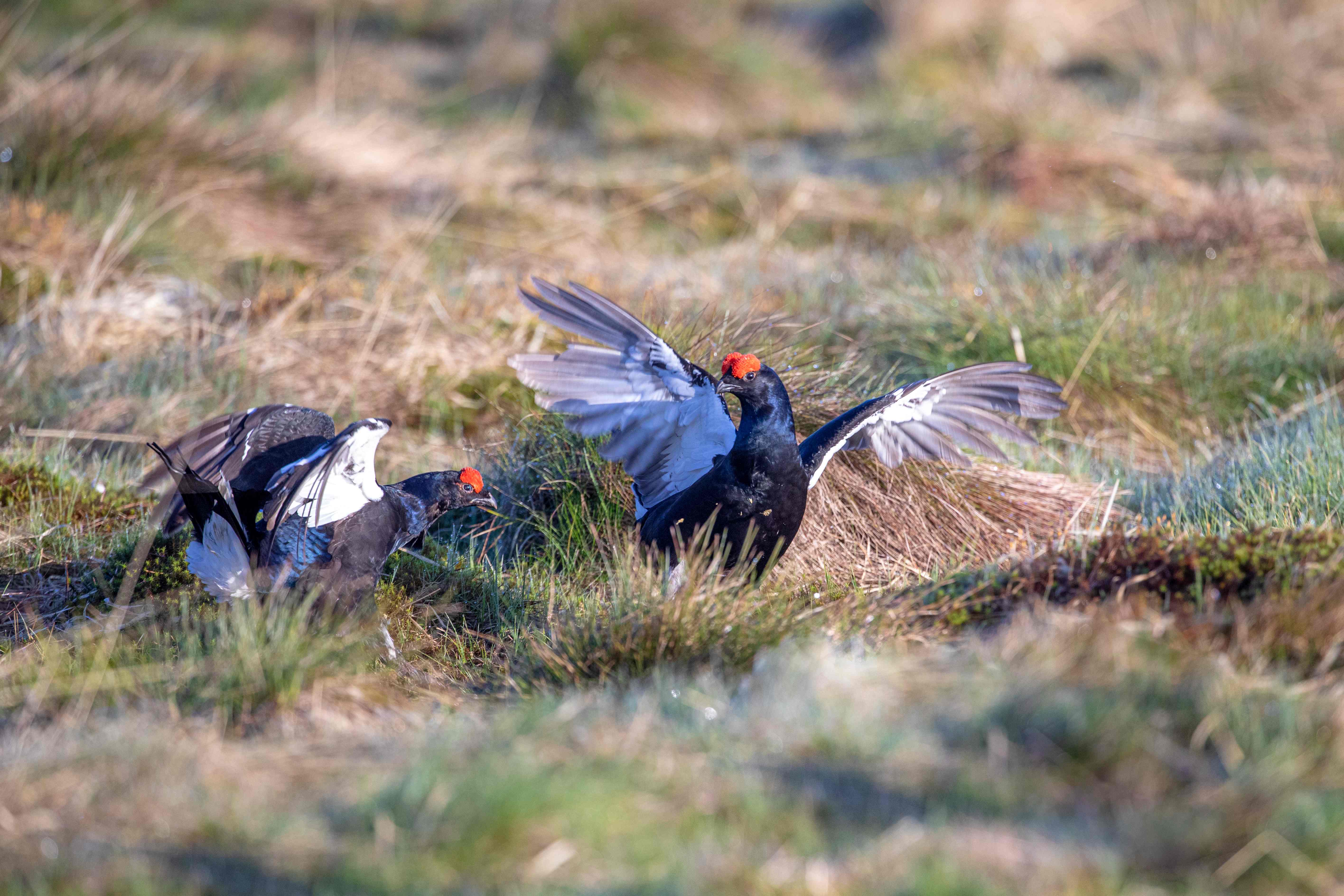 Black grouse cocks during lek c. Emily Graham Media