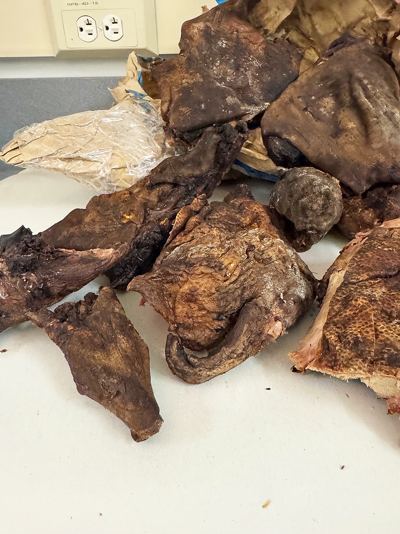 Bush Meat - DTW