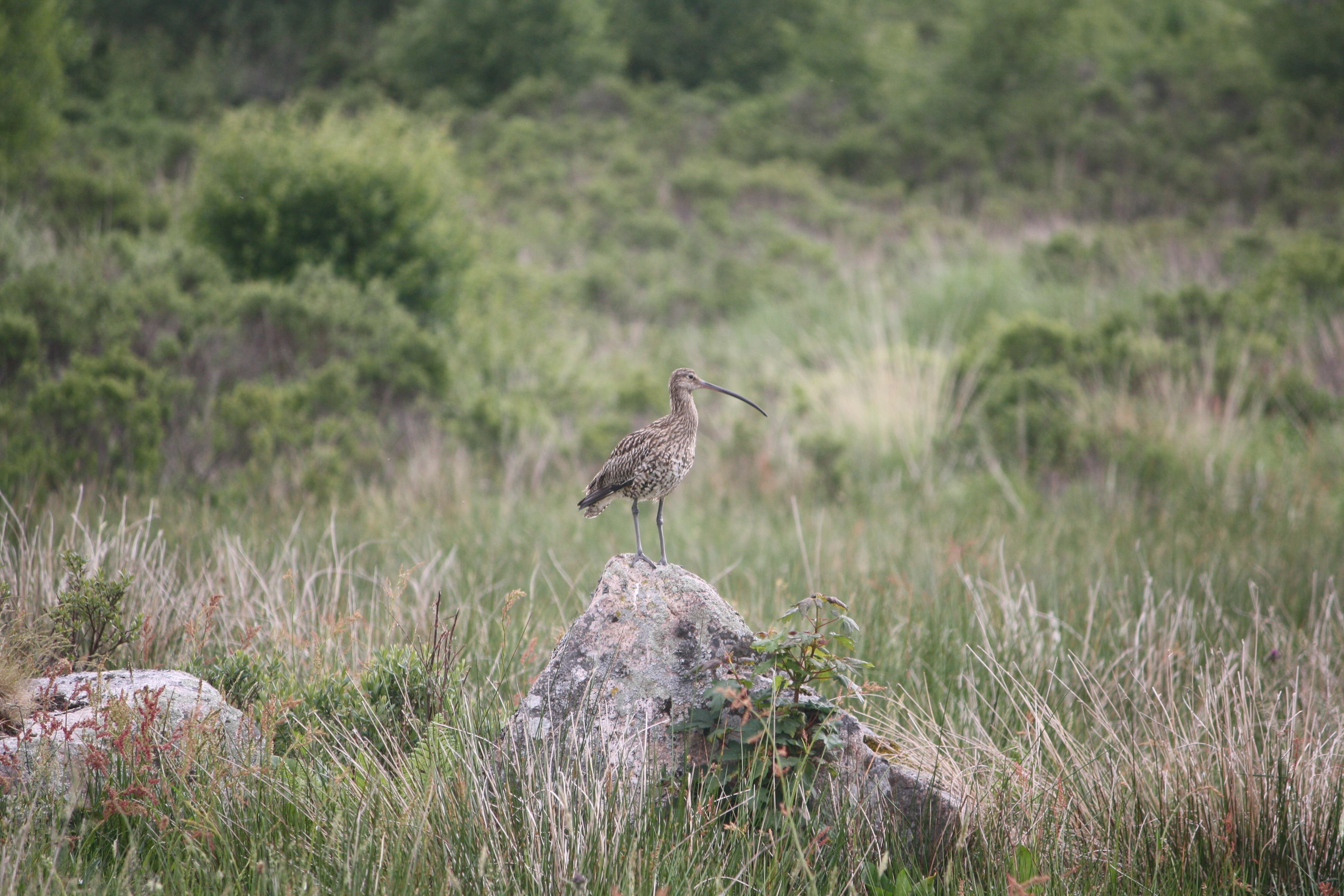 Curlew sitting on a rock in Galloway, South West Scotland