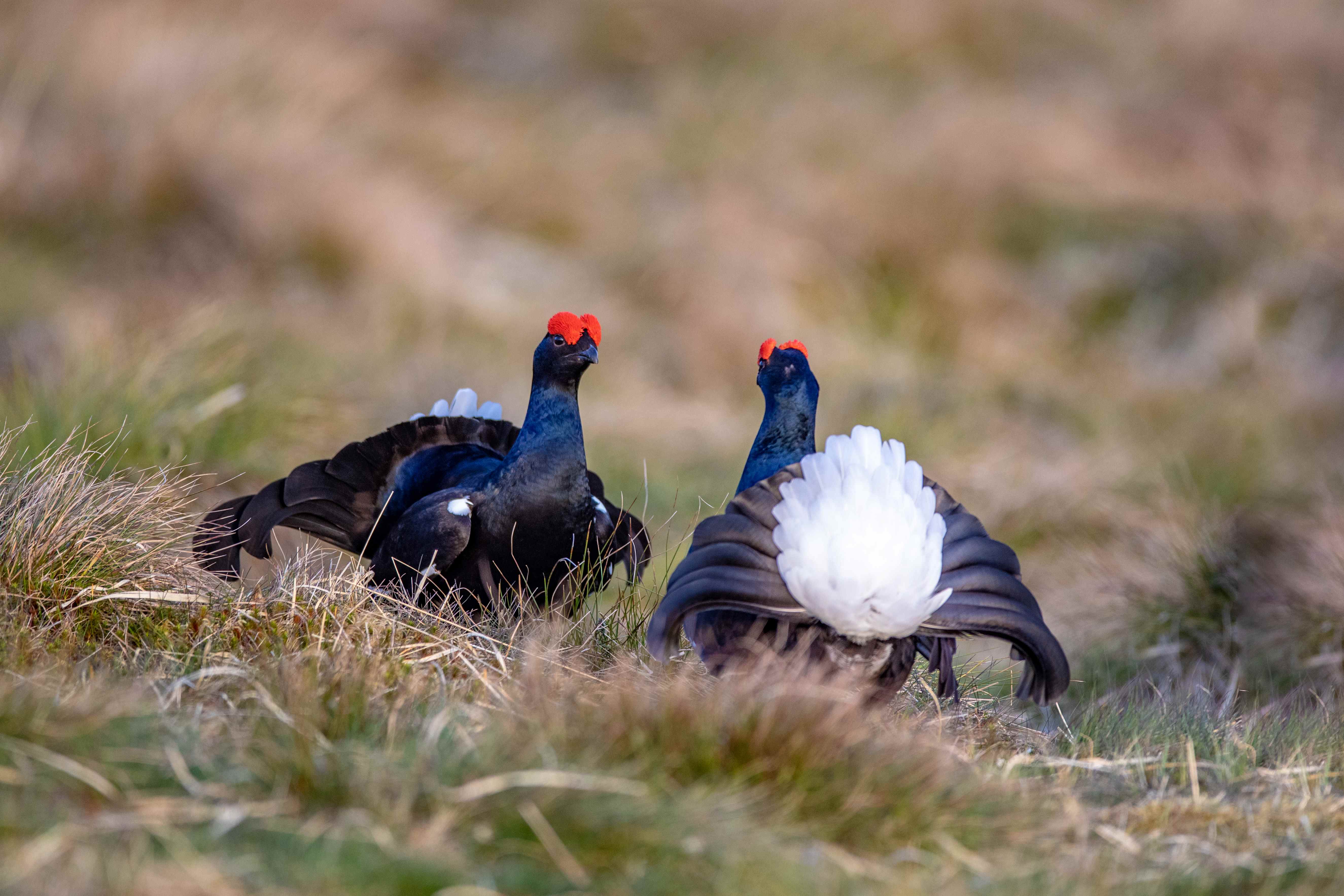 Black grouse cocks during lek c. Emily Graham Media