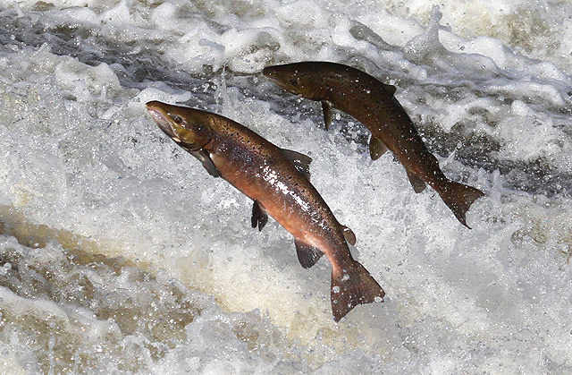 Atlantic Salmon © Walter-Baxter CC BY-SA2.0