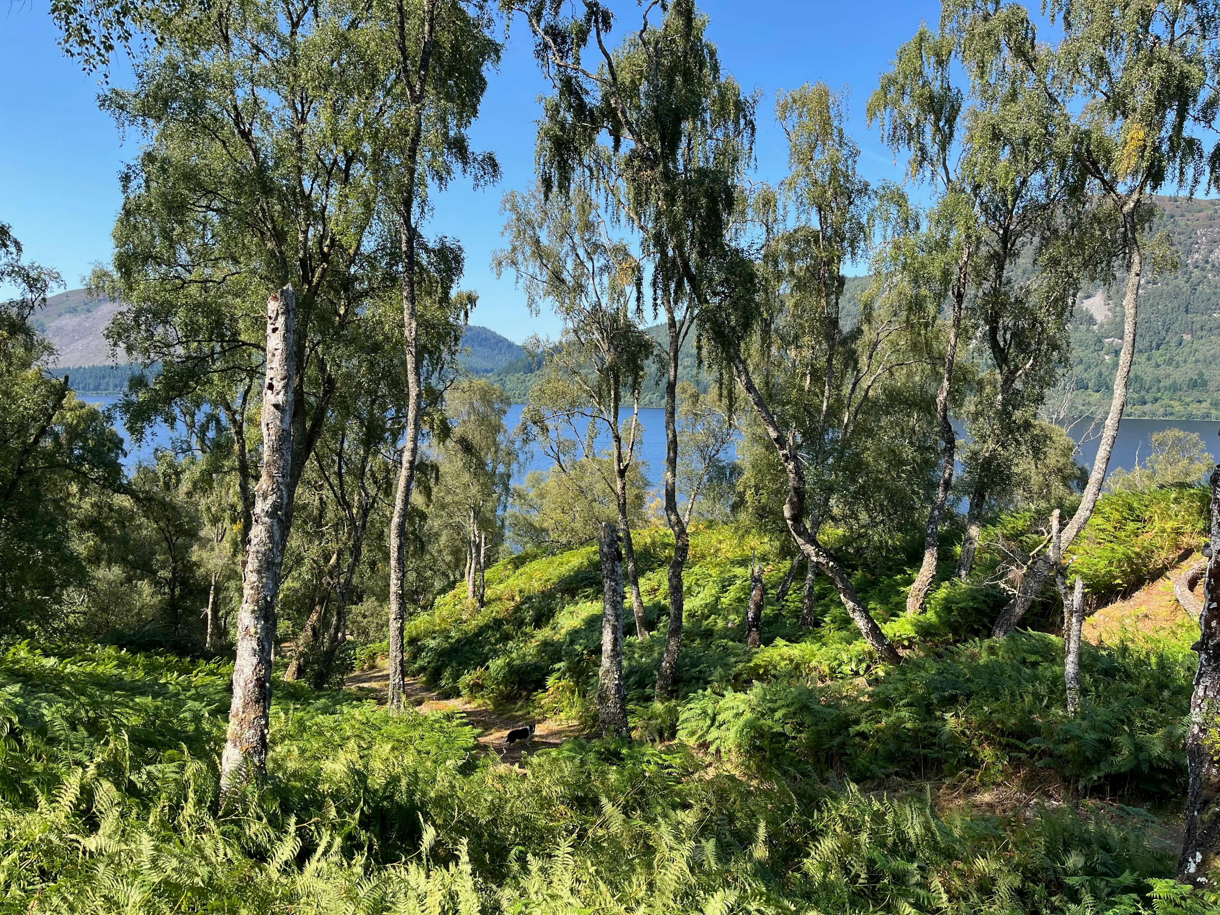 Ness Woods SAC upland birch woodland © Neil Mackenzie, Boleskin Biodiversity Group