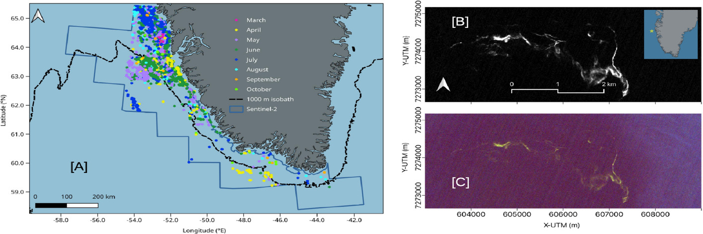 [A] Locations of floating mats of macroalgae color-coded by month. Also shown are the combined footprints of the Sentinel-2 tiles and the 1000m isobath (dashed black line). Floating algae index [B] and true color [C] Sentinel-2 image from 19 August 2020 showing the largest individual mat of floating macroalgae detected with an area of 221,900m2. The inset in [B] shows the location of the mat.