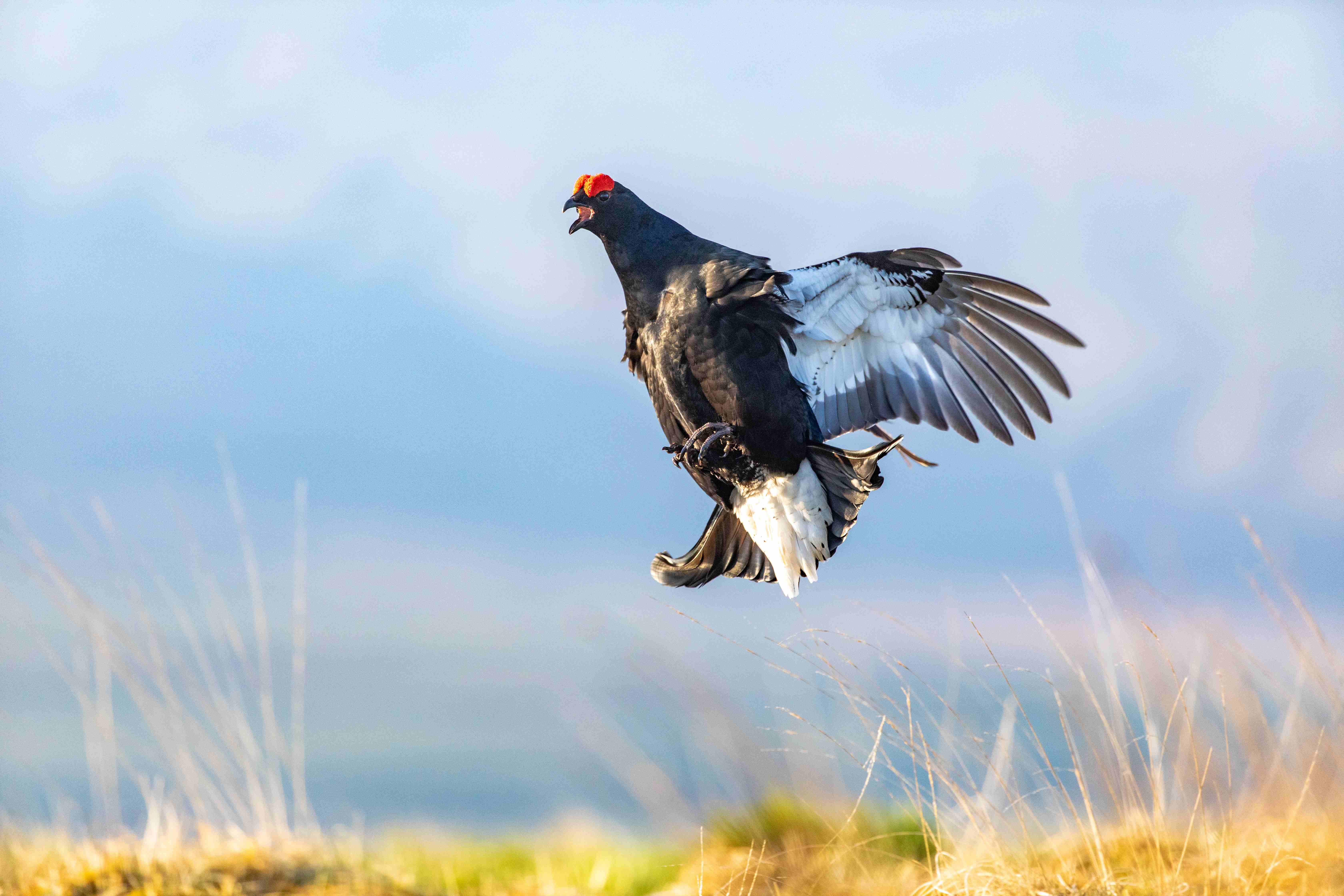 Black grouse cock jumping in the air during lek c. Emily Graham Media