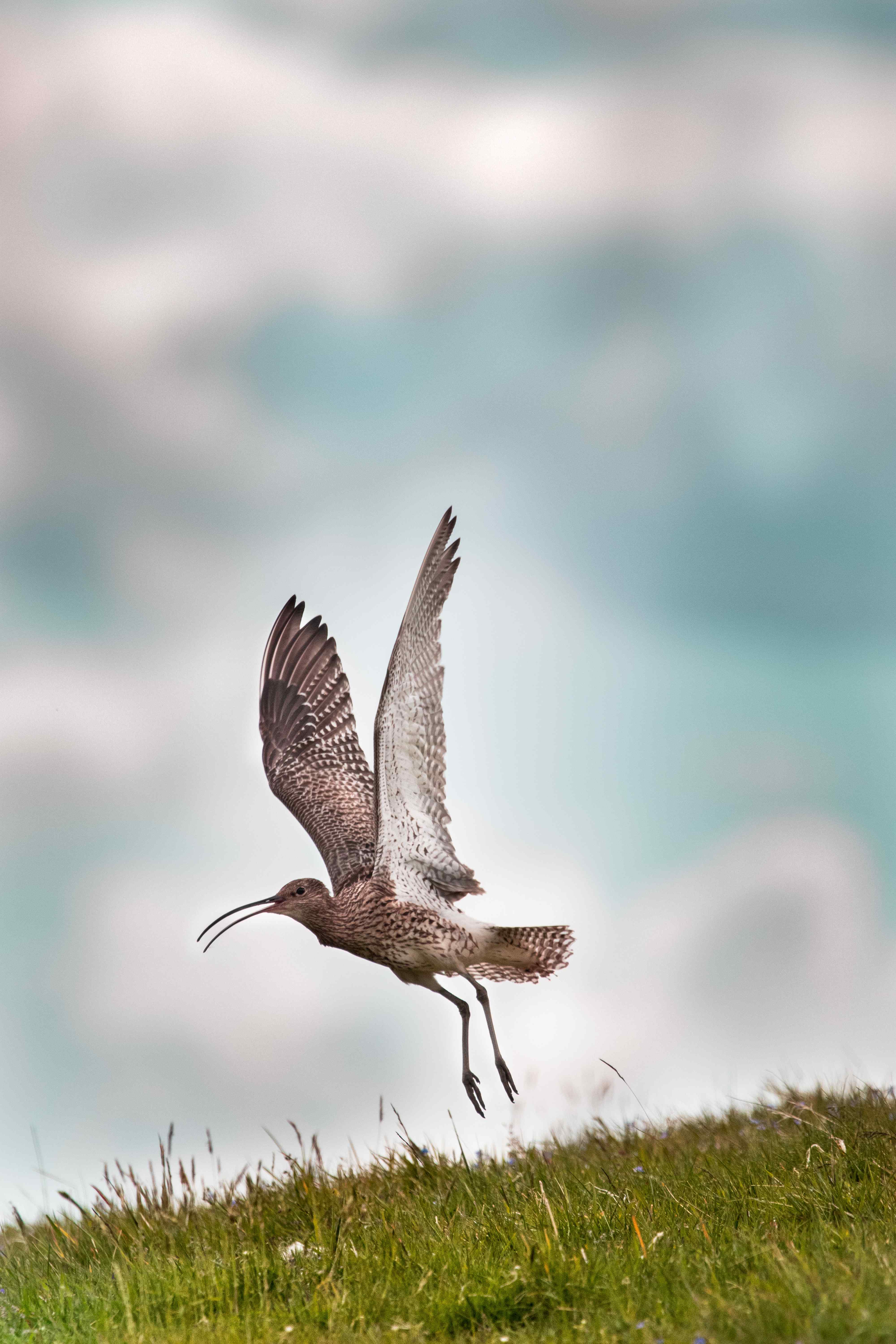 Curlew taking flight from a field.