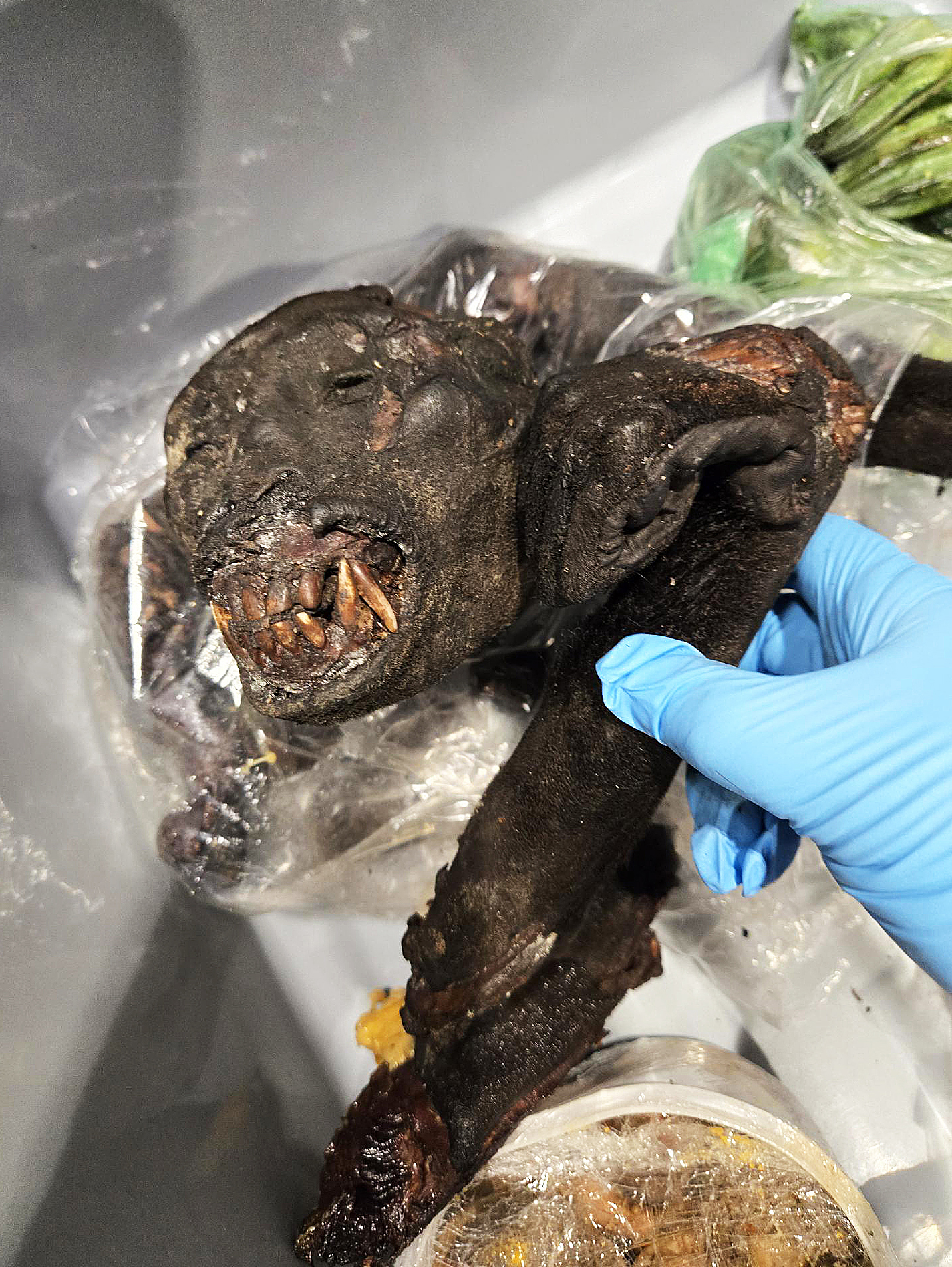 Bushmeat -DET
